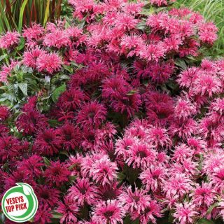 Bee Balm Pollinator Blend Thumbnail